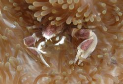 Anenome crab by Chris Steel 